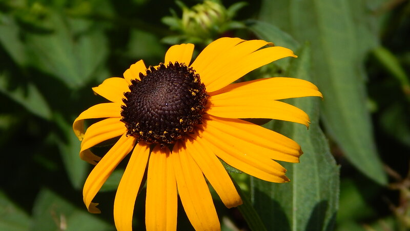 Yellow Black-eyed Susan Flower — Natural, Afternoon