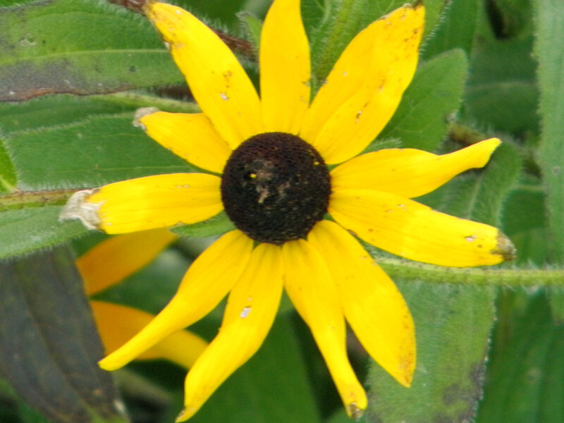 Yellow Black-eyed Susan Flower — Natural