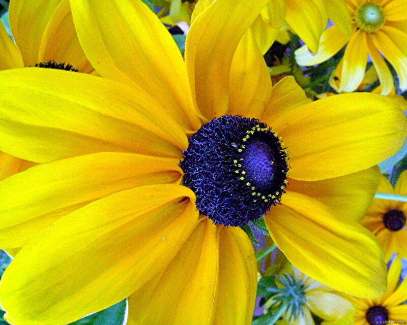 Yellow Black-eyed Susan Flower — Vibrant