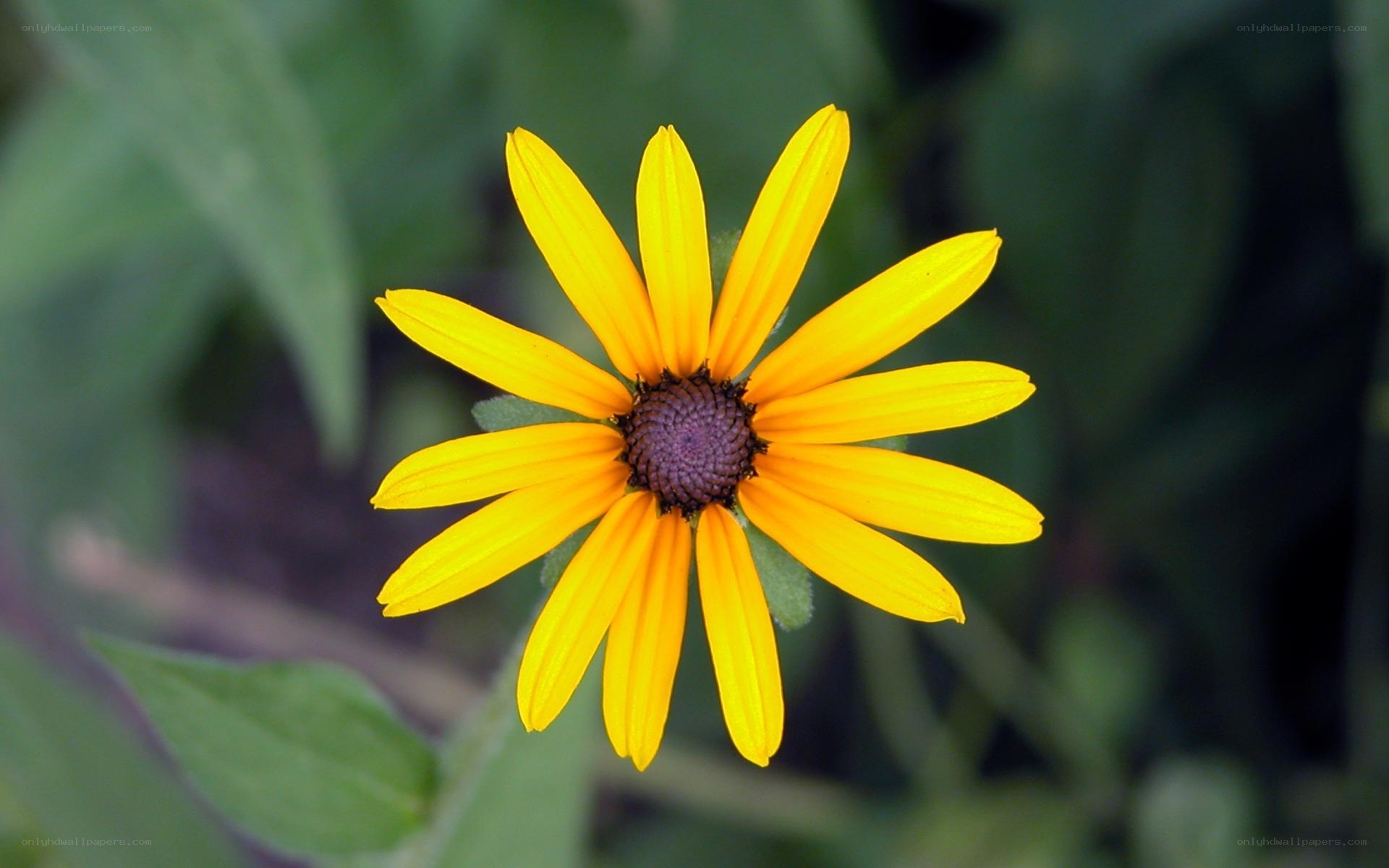 yellow black-eyed susan flower