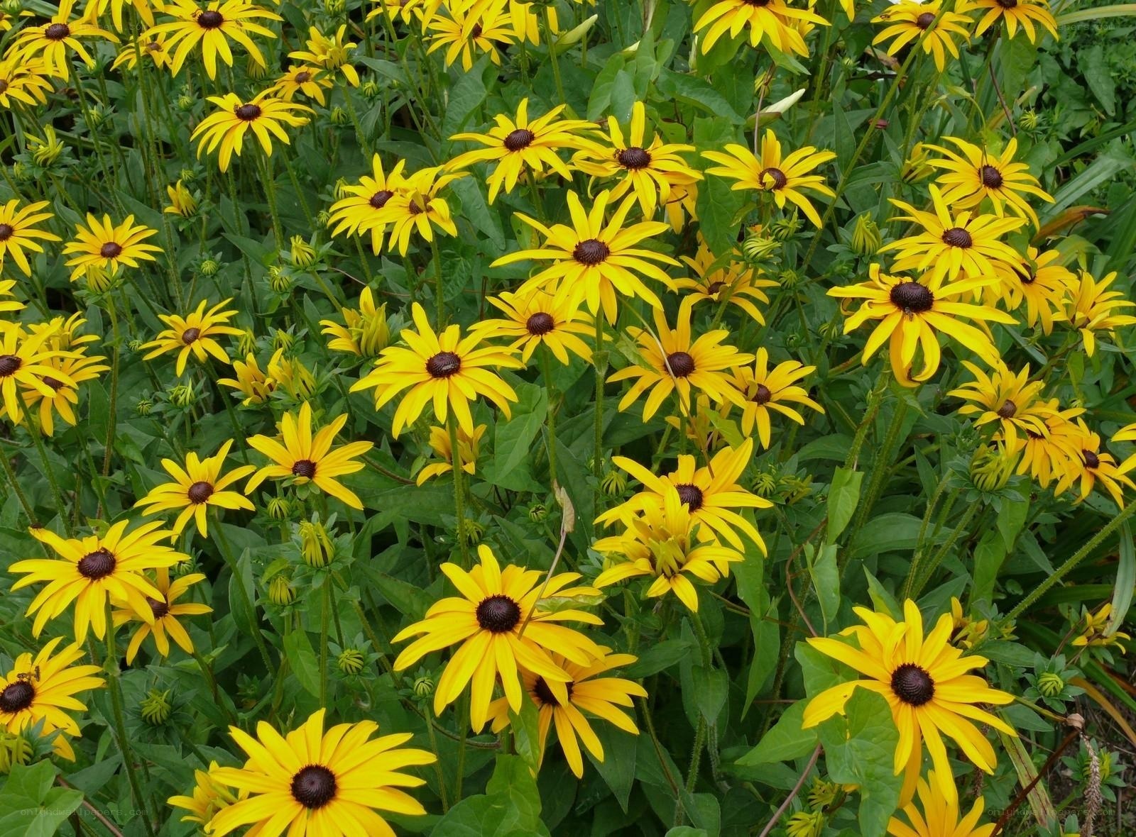 yellow black-eyed susan flowers