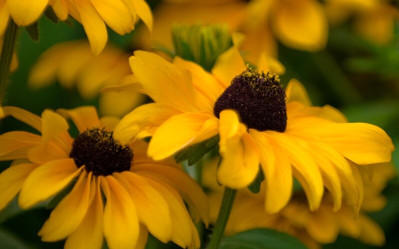 yellow black-eyed susan flowers