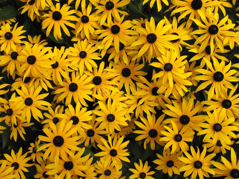 Yellow black-eyed susan flowers