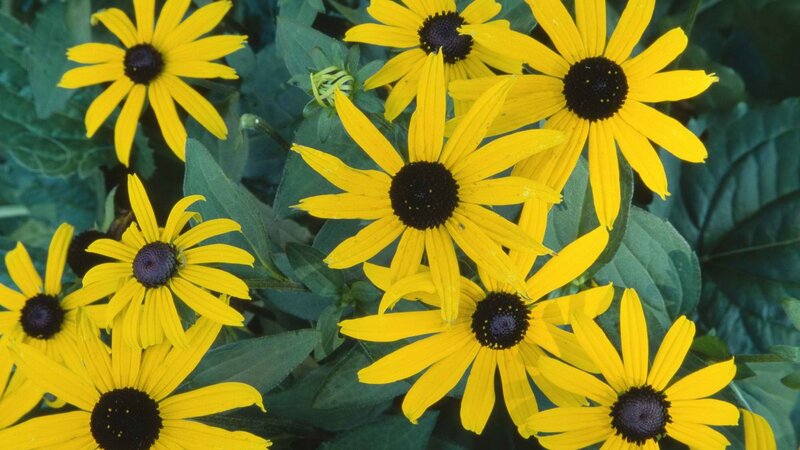 yellow black-eyed susan flowers