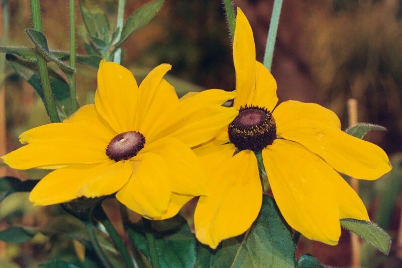 yellow black-eyed susan flowers