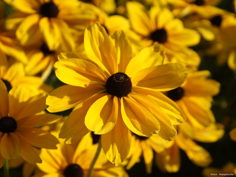 Yellow Black-eyed Susan Flowers — Bright