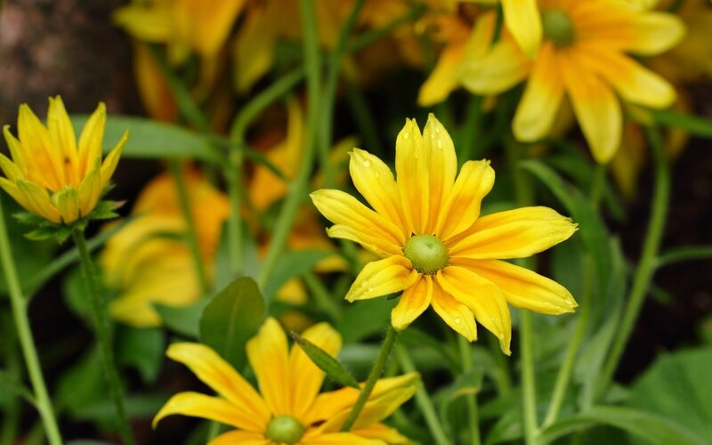 Yellow Black-eyed Susan Flowers — Calm, Morning