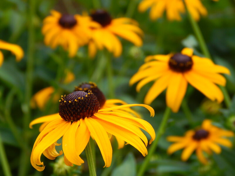 Yellow Black-eyed Susan Flowers — Calm, Summer, Photograph, Green Leaves, Flower Stems