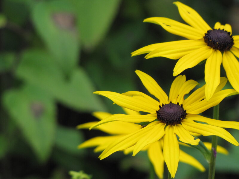 Yellow Black-eyed Susan Flowers — Calm, Summer