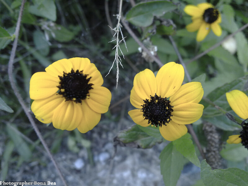Yellow Black-eyed Susan Flowers — Natural, Afternoon, Photograph, Green Leaves, Flower Buds, Twigs
