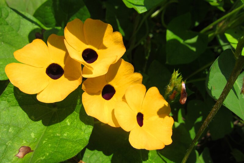 Yellow Black-eyed Susan Flowers — Natural, Afternoon