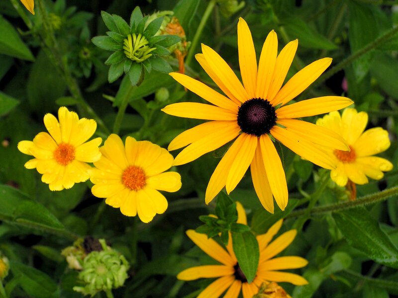 Yellow Black-eyed Susan Flowers — Natural, Morning