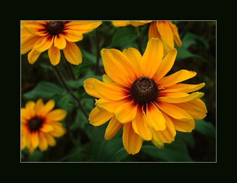 Yellow Black-eyed Susan Flowers — Natural