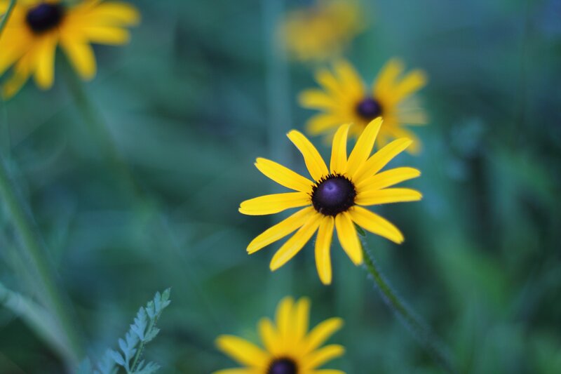 Yellow Black-eyed Susan Flowers — Serene