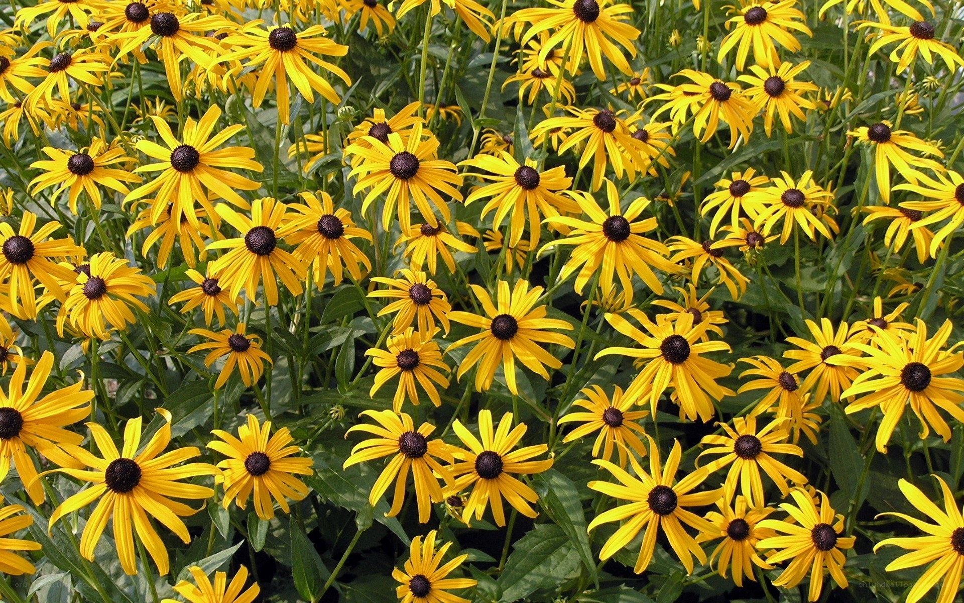 Yellow black-eyed susan flowers