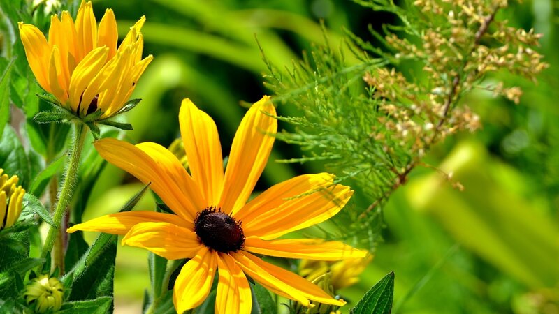 Yellow Black-eyed Susan — Natural, Afternoon, Photograph