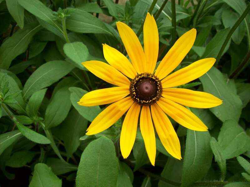 Yellow Black-eyed Susan — Natural, Afternoon
