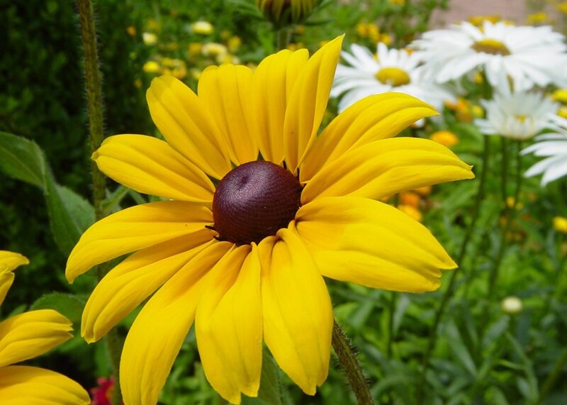 Yellow Black-eyed Susan — Natural