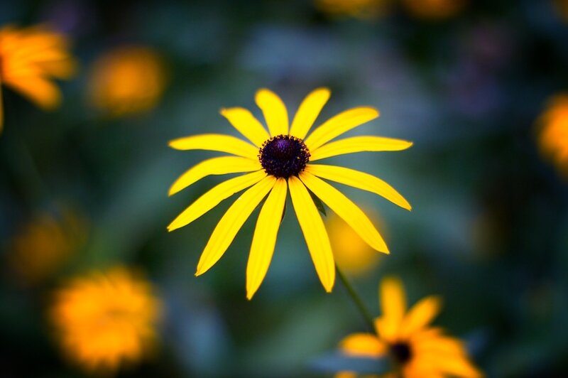 Yellow Black-eyed Susan — Serene, Afternoon, Photograph, Flower