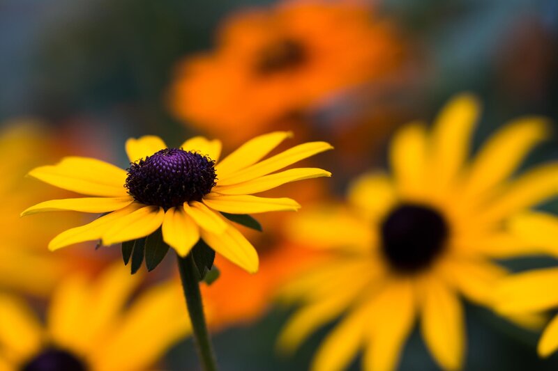 Yellow Black-eyed Susan — Serene, Afternoon