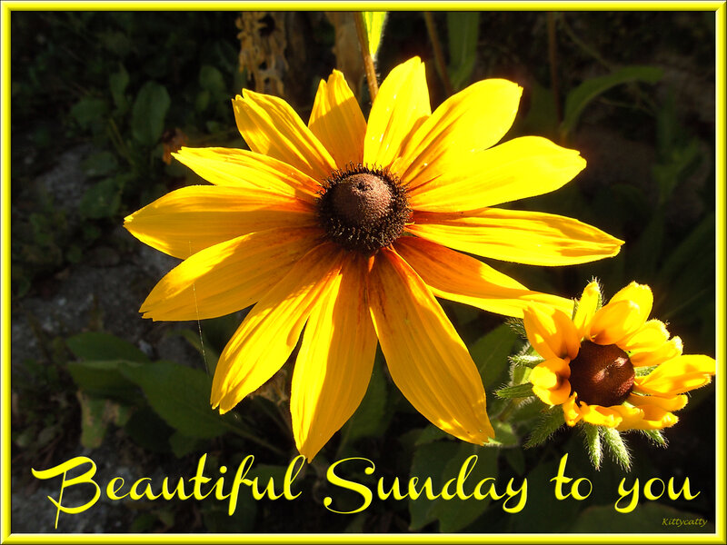 Yellow Black-eyed Susan — Serene