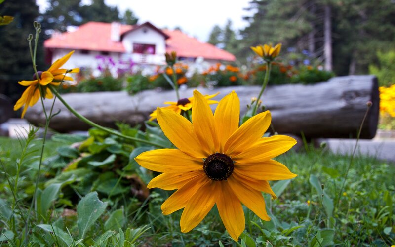 Yellow Black-eyed Susan