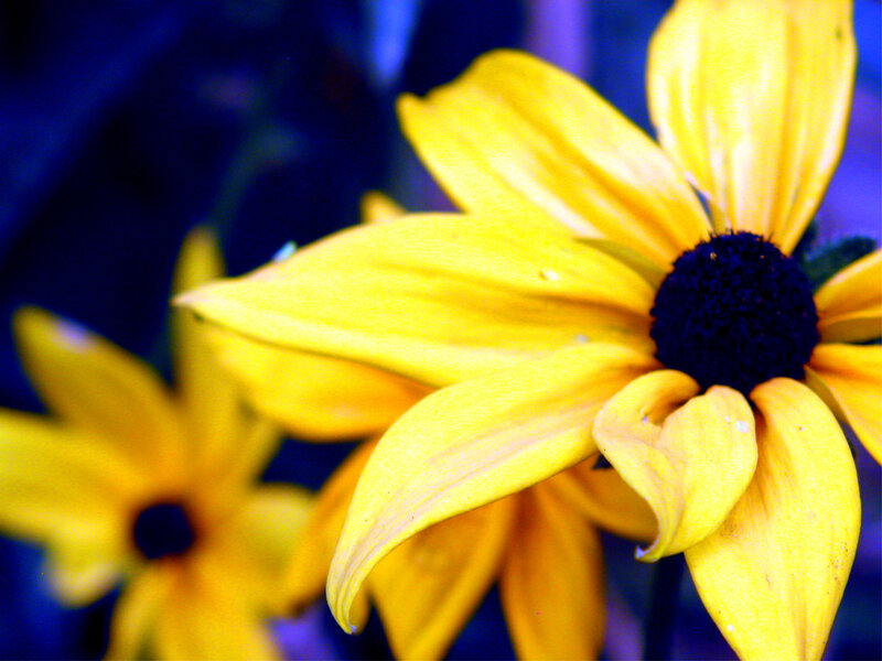 Yellow Black-eyed Susan — Vibrant