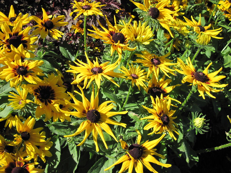 Yellow Black-eyed Susans — Bright, Afternoon, Photograph, Flowers, Green Leaves