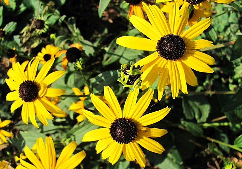 Yellow Black-eyed Susans — Bright, Afternoon, Photograph, Flowers, Leaves