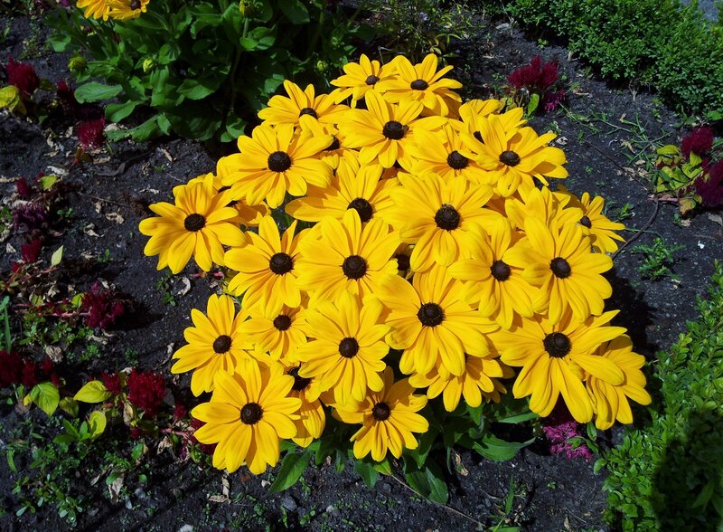Yellow Black-eyed Susans — Bright, Afternoon, Photograph, Green Leaves, Red Flowers