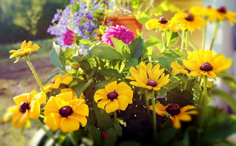 Yellow Black-eyed Susans — Bright, Afternoon, Photograph, Purple Flowers