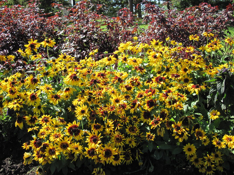 Yellow Black-eyed Susans — Bright, Afternoon, Photograph, Red-leafed Shrubs