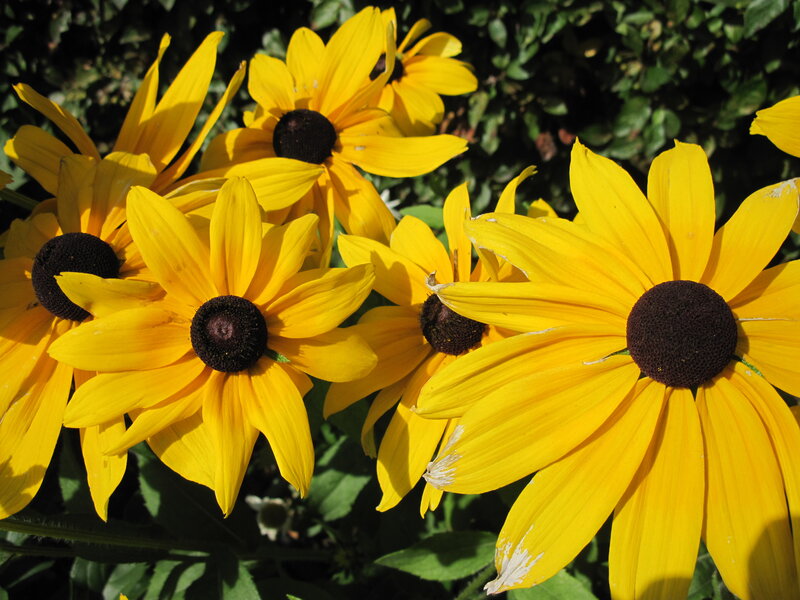 Yellow Black-eyed Susans — Bright, Afternoon