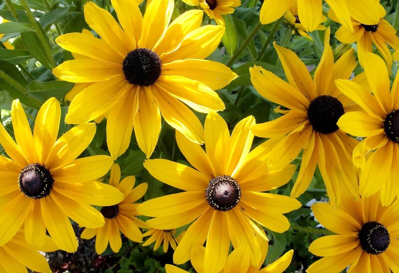 Yellow Black-eyed Susans — Bright, Summer, Photograph, Flowers