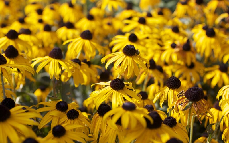 Yellow Black-eyed Susans — Bright