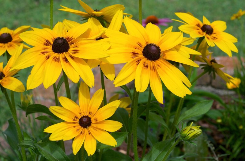 Yellow Black-eyed Susans — Calm, Afternoon, Photograph