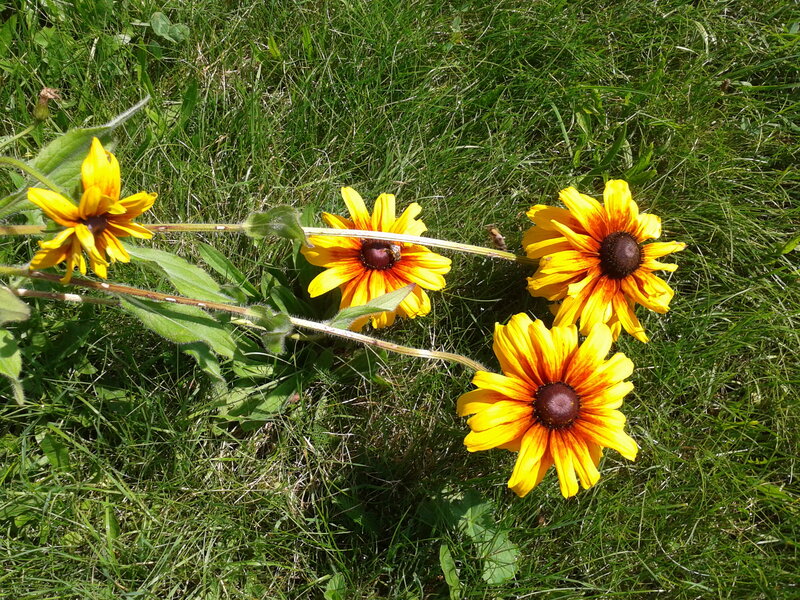Yellow Black-eyed Susans — Calm, Afternoon