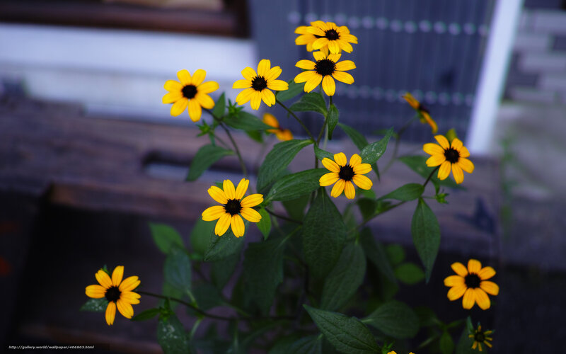 Yellow Black-eyed Susans — Calm, Photograph, Flowers