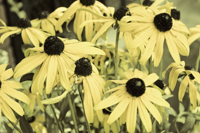 Yellow Black-eyed Susans — Calm, Photograph