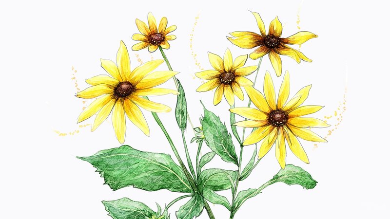 Yellow Black-eyed Susans — Calm