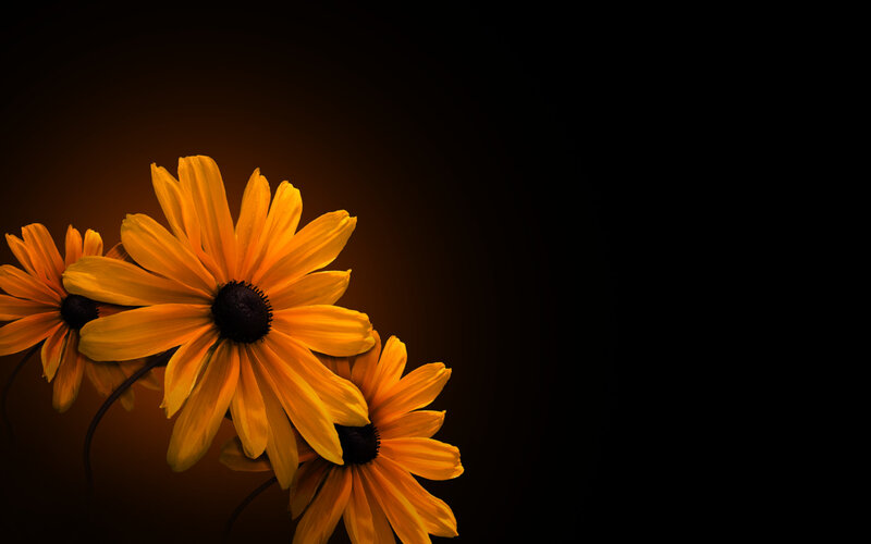 Yellow Black-eyed Susans — Dramatic, Photograph