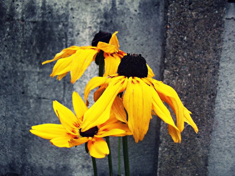 Yellow Black-eyed Susans — Dramatic