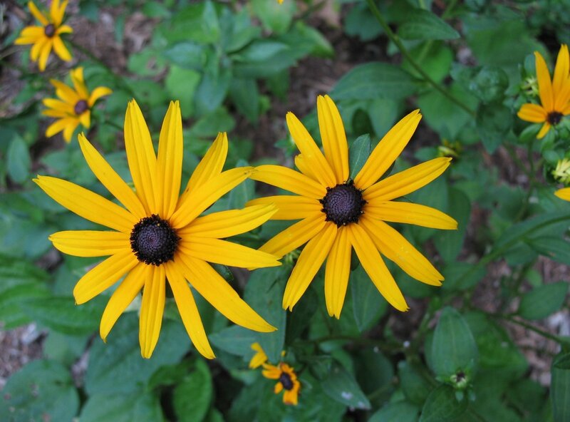 Yellow black-eyed susans in bloom