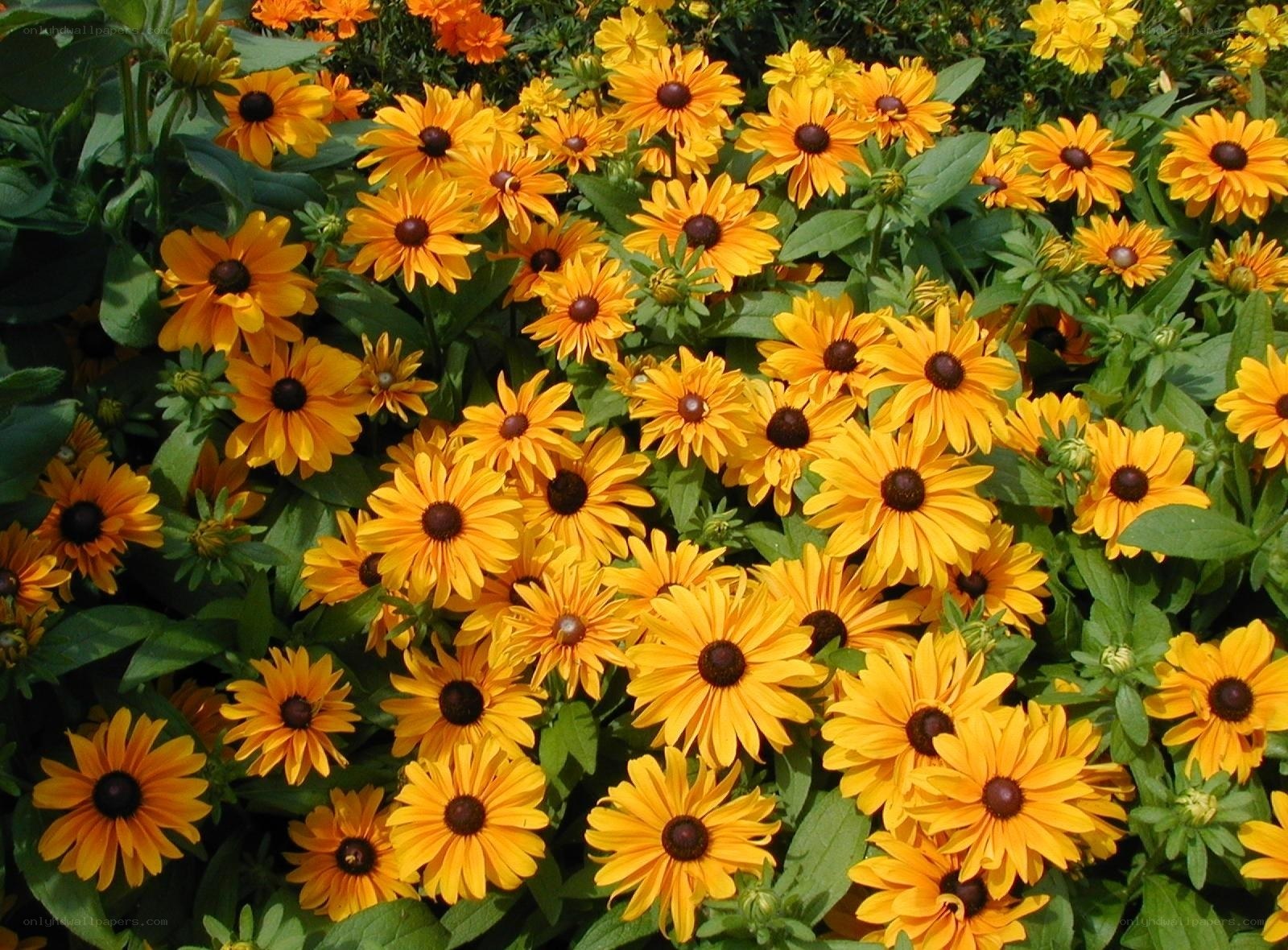 Yellow black-eyed susans in bloom
