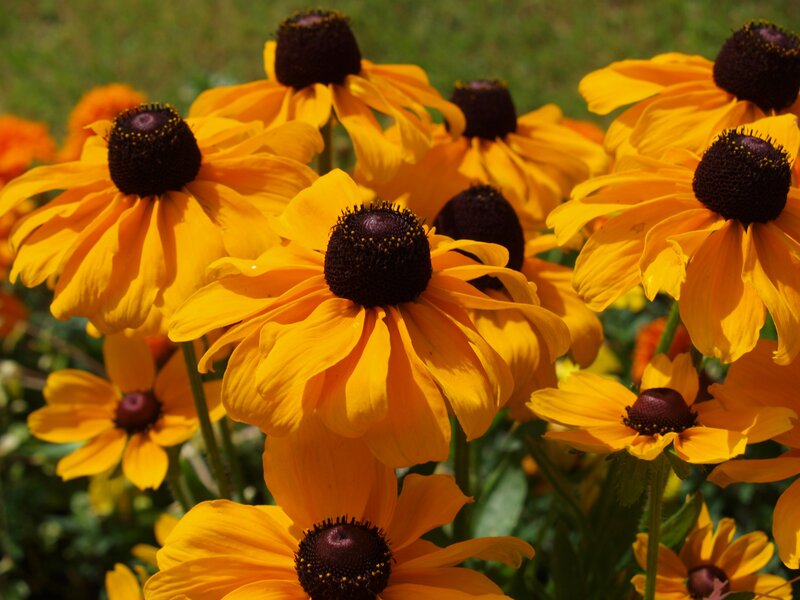 yellow black-eyed susans in bloom