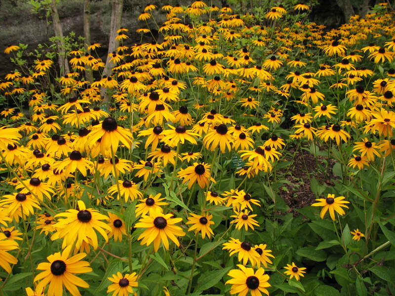 Yellow black-eyed susans in bloom