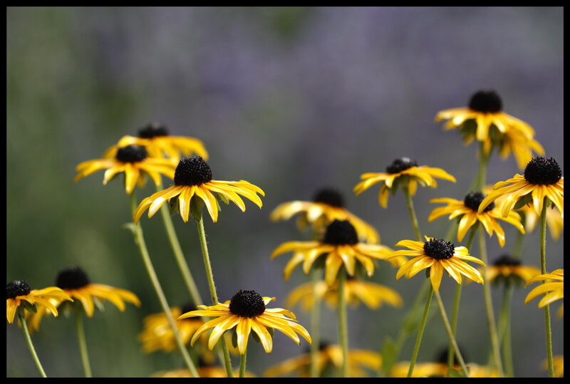 Yellow black-eyed susans in bloom