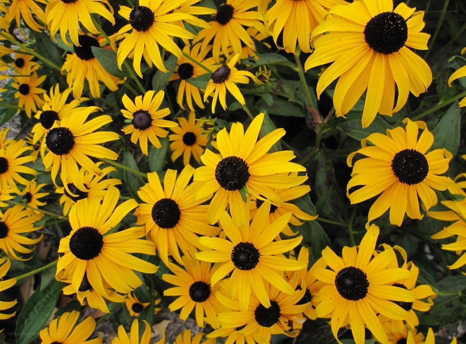 Yellow black-eyed susans in bloom