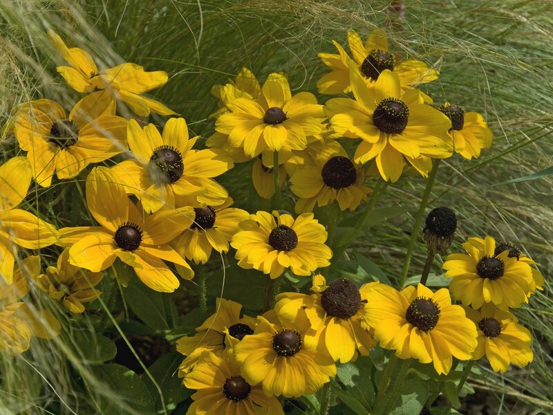 yellow black-eyed susans in grass