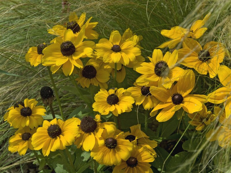 Yellow black-eyed susans in grass